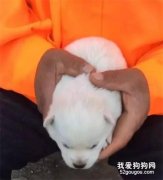 環衛大爺與小伙愛心接力，拯救流浪狗“雪球”