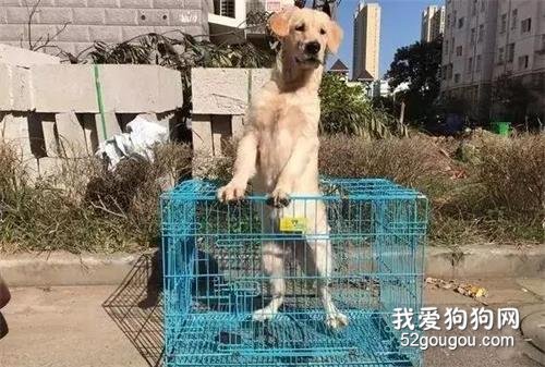 快遞小哥上門送貨一臉愁容：這送狗可是第一次啊！