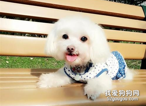 愛犬去世半年，本以為不再難過的她，看到這一幕瞬間淚奔……