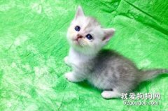 貓咪多少度算發燒 貓咪發燒處理方法