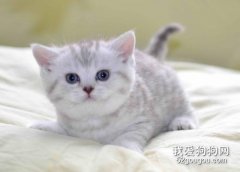 貓咪三聯疫苗是什么 貓咪三聯疫苗作用介紹