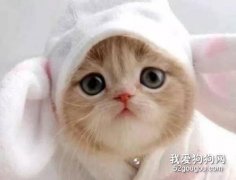 貓咪掉牙是怎么了 貓咪會換牙嗎