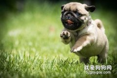 小巴哥犬怎么看純不純?