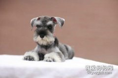 雪納瑞嘔吐不吃東西怎么辦?