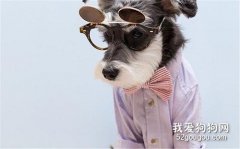 雪納瑞發燒癥狀及治療方法