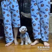 為了能跟狗子穿同款睡衣，主人竟然把這個東西剪了
