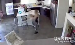 主人將狗狗放到別處寄養，卻被用玻璃杯灌水致死！