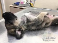 網友帶一只小狗到醫院檢查，結果它一放到診療臺上，直接把醫生都逗樂了！