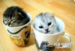 茶杯貓怎么護理 茶杯貓幼貓護理方法