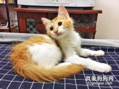 橘貓可以吃什么?橘貓喂養好能長到多大