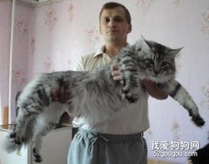 緬因貓能長多大?