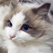 貓咪眼屎多怎么回事?