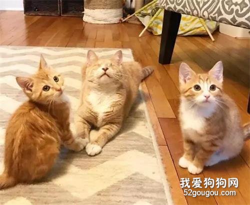 孝順的橘貓兄弟，被人收養后，帶著自己失明的母親回家吃飯