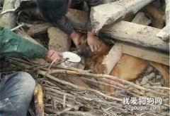 家中失火，8個月大斗牛犬救出7個月女嬰…