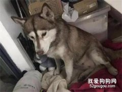 女子收留了只被棄養的哈士奇，沒想到狗子居然抑郁了，心疼！