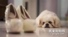 女主人即將出嫁，狗狗趴在主人身上痛哭：世界上只有它最在乎你