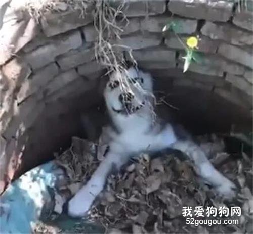 哈士奇第一次回農村，沒想到當天就掉井里，笑噴了！
