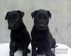 黑狼犬幼犬挑選怎么挑選？