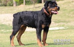 羅威納犬怎么挑選?