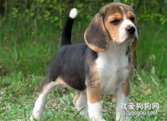 比格犬怎么養 比格獵犬飼養方法及注意事項
