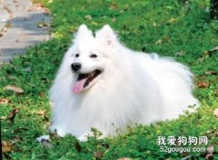銀狐犬怎么養 銀狐犬喂養知識