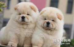 松獅犬怎么喂養 松獅犬喂養方法及注意事項