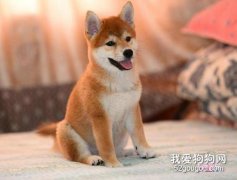 豆柴犬和普通柴犬區別是什么?