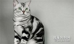 美國短毛貓懷孕要注意什么?