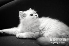 金吉拉貓發情有什么表現?