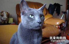 俄羅斯藍貓繁殖要注意哪些問題?