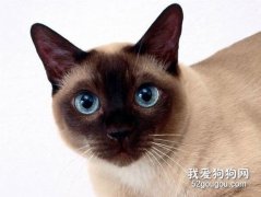 暹羅貓性格怎么樣?