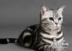 貓吐黃水吃什么藥 要根據情況而定