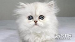 金吉拉貓怎么養 如何喂養金吉拉貓咪
