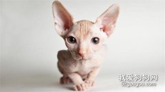 加拿大無毛貓怎么養 無毛貓飼養注意事項