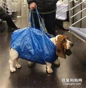 把狗裝進袋里上地鐵，無奈狗砸太重，鏟屎官就靈機一動...