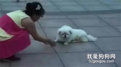 主人拖著小狗散步，原以為又是懶狗系列，卻沒想到....