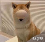 柴犬餓了就會咬著小碗，屁顛屁顛的跟主人討吃的，每天都很準時！