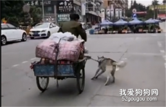 老人沒力氣騎拉滿貨物的三輪車上坡，狗狗拼盡力氣把人和車一起拽了上去......