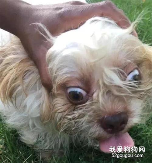 妹子想幫走失的狗狗尋找主人，網友讓她拍個狗狗正臉照，結果…