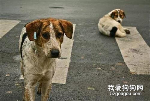 這種狗比邊牧還聰明，卻沒人愿意養……
