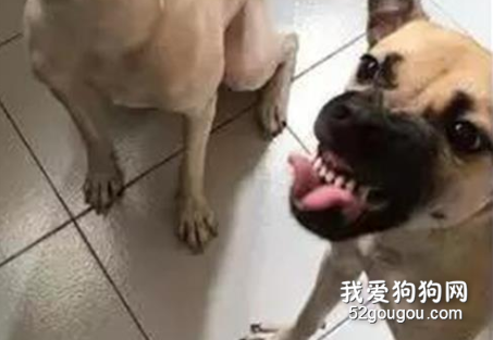 狗子被拒絕給肉肉，它一怒之下露出這個表情，笑哭
