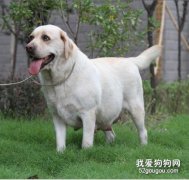 狗狗懷孕吃什么 狗狗懷孕飲食注意事項