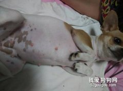 吉娃娃懷孕初期癥狀介紹