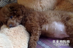 泰迪懷孕吃什么 泰迪犬懷孕后要怎么喂養
