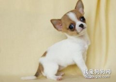 吉娃娃拉肚子吃什么藥 吉娃娃拉稀治療方法