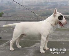 斗牛梗發燒癥狀有哪些 牛頭梗發燒怎么治療