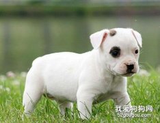 斗牛梗積食怎么辦 牛頭梗積食解決方法