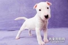 斗牛梗拉稀怎么辦 牛頭梗拉肚子治療方法