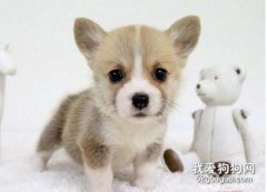 柯基犬淚痕嚴重怎么辦 柯基犬淚痕嚴重解決辦法