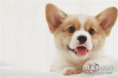柯基犬皮膚病怎么治 柯基皮膚病原因及治療方法